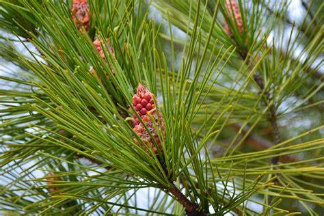 L’huile essentielle de Pin sylvestre